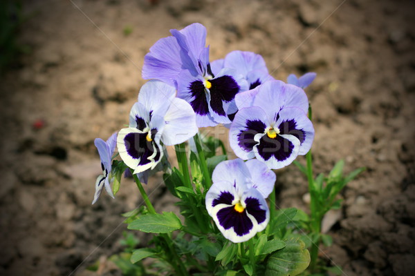 colorful pansy flowers Stock photo © taviphoto