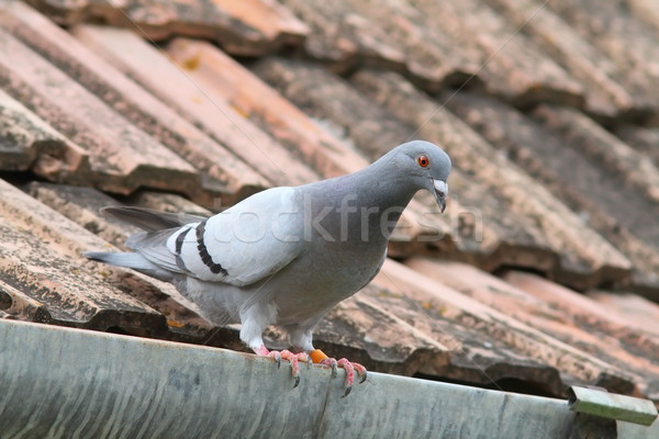 ストックフォト: 鳩 · 屋根 · 美しい · 立って · 家 · 建物