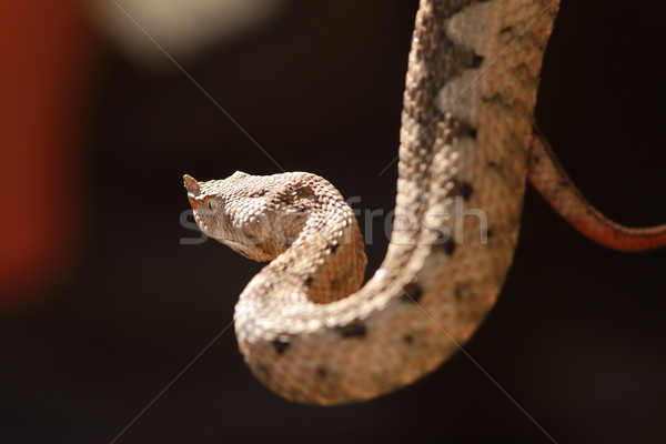 Belle adulte Homme portrait serpent animaux [[stock_photo]] © taviphoto