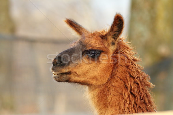 Lama głowie na zewnątrz skupić portret Zdjęcia stock © taviphoto