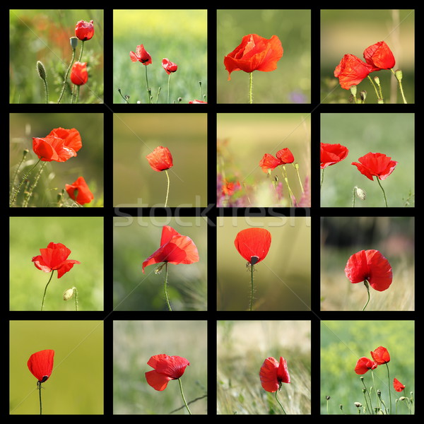 collection of images with poppies Stock photo © taviphoto