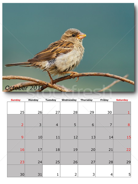 garden birds calendar  october 2016 Stock photo © taviphoto