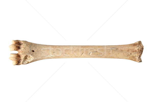 изолированный оленей пушка кость белый Сток-фото © taviphoto