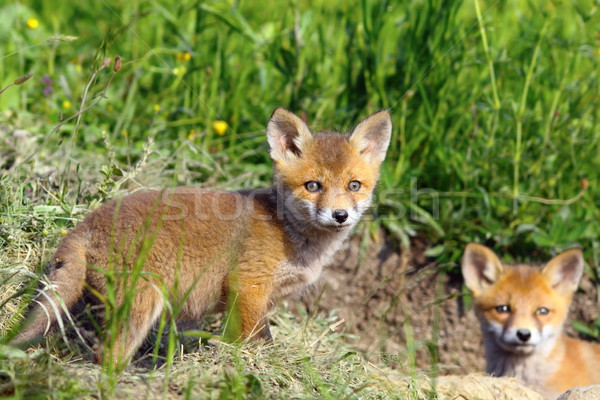 Stock foto: Neugierig · Fuchs · schauen · Kamera · wildes · Tier