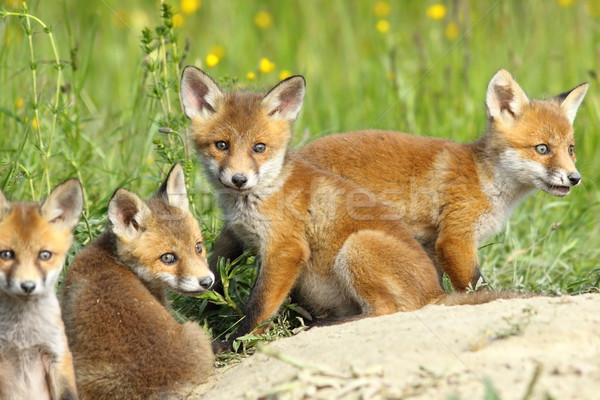 red fox family Stock photo © taviphoto