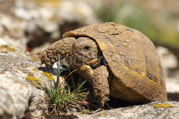 dirty greek turtoise in natural habitat Stock photo © taviphoto