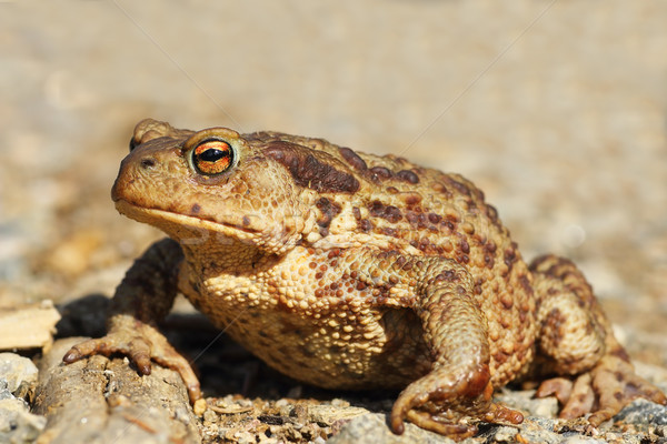 female common brown toad close up Stock photo © taviphoto