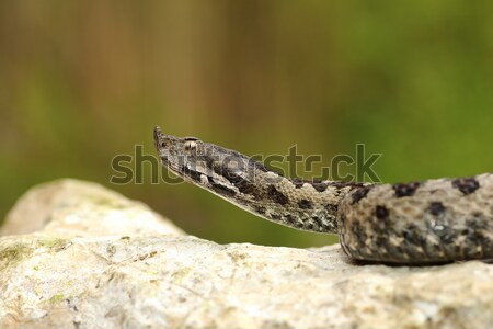 Masculina venenoso europeo serpiente naturales habitat Foto stock © taviphoto