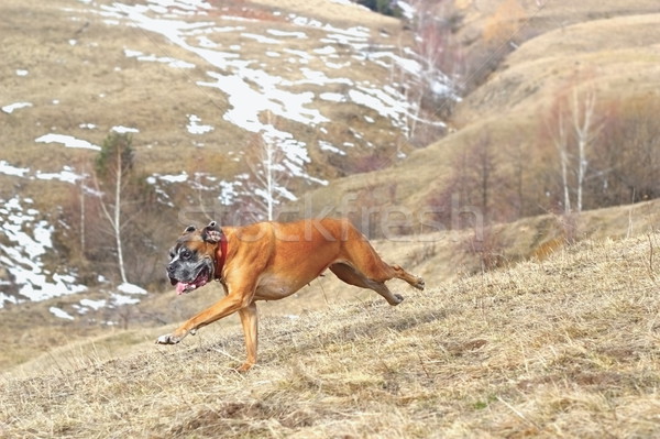 dog running outside Stock photo © taviphoto