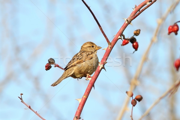 Stock foto: Weiblichen · Haus · Spatz · Zweig · Frühling · Garten