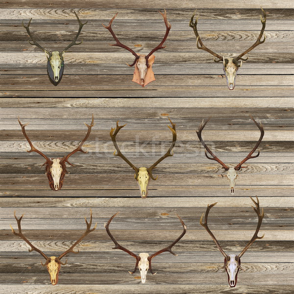 red deer skulls on wood wall Stock photo © taviphoto