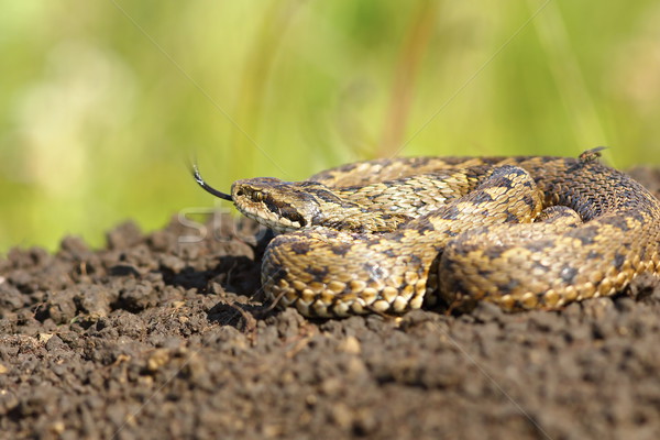 Stock photo: female meadow adder on ground