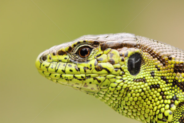 detailed portrait of sand lizard Stock photo © taviphoto