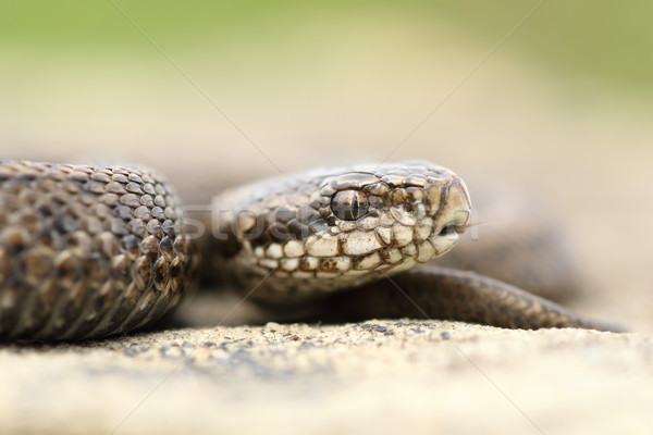 Jeugdig mooie weide reptiel Europa natuur Stockfoto © taviphoto