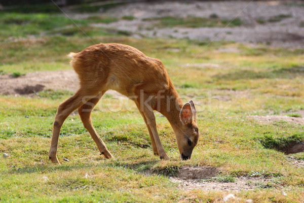Stock photo: roe deer calf