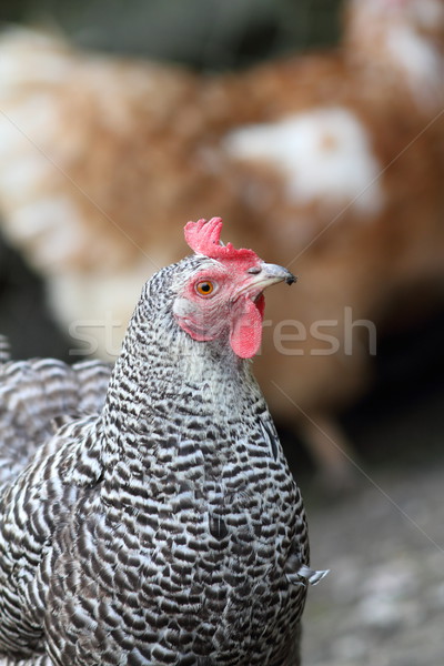 Stock photo: striped hen portrait