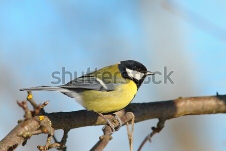 isolated great tit with place for text Stock photo © taviphoto