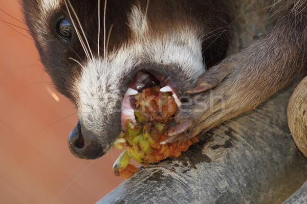 енот еды яблоко лице природы Сток-фото © taviphoto