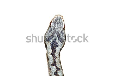 isolated head of vipera berus Stock photo © taviphoto