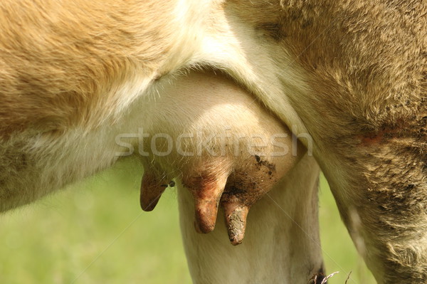 cow udder at bio farm Stock photo © taviphoto