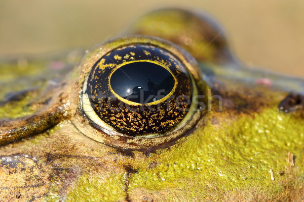 eye of marsh frog Stock photo © taviphoto
