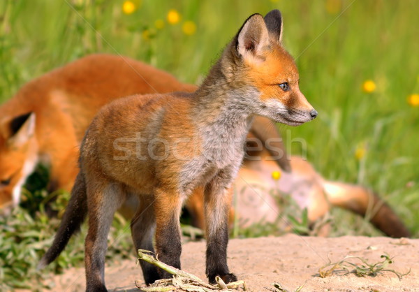 young european fox Stock photo © taviphoto