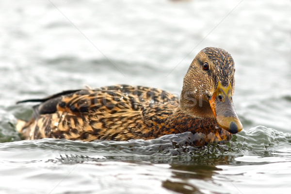 Stock foto: Weiblichen · Ente · Wasseroberfläche · Winter · Tag · Schwimmen