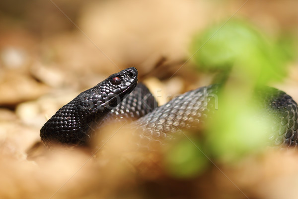 portrait of black viper Stock photo © taviphoto