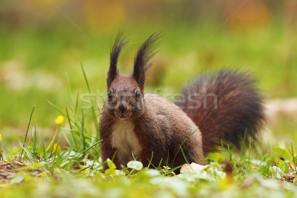 Cute écureuil parc curieux herbe cheveux [[stock_photo]] © taviphoto
