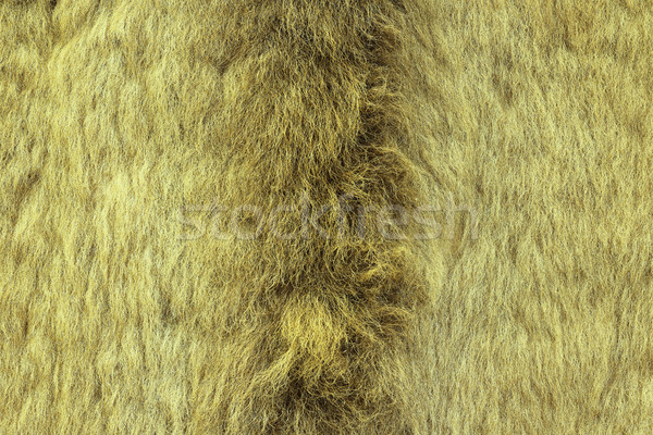 european lynx textured fur Stock photo © taviphoto