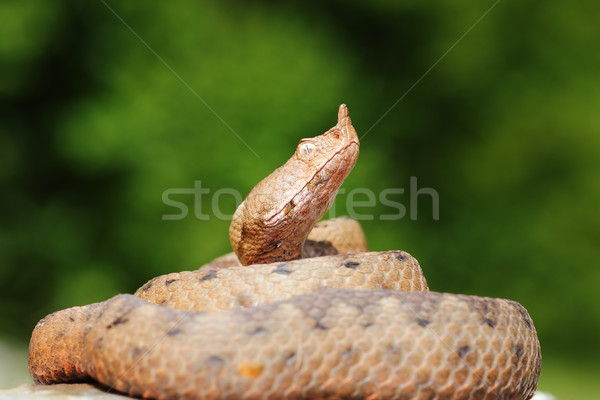 long nosed viper basking on stone Stock photo © taviphoto