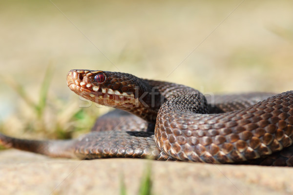 close-up of common european crossed viper Stock photo © taviphoto