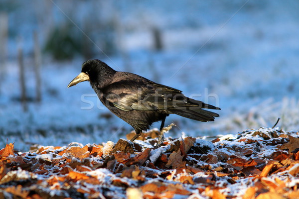 corvus frugilegus foraging on ground Stock photo © taviphoto