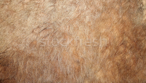 real lion textured pelt Stock photo © taviphoto