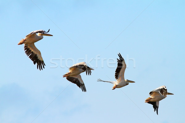 flock of four pelicans Stock photo © taviphoto