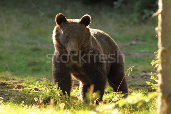 huge brown bear, wild specimen in harghita mountains Stock photo © taviphoto