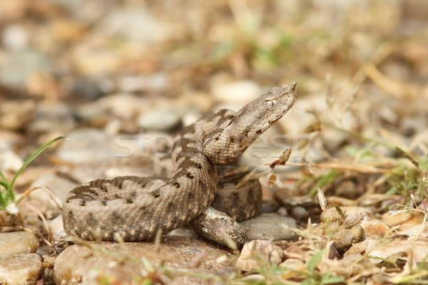 Vipera ammodytes Stock photo © taviphoto