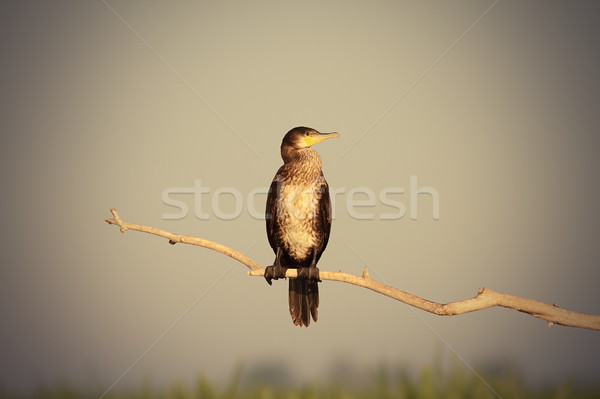great cormorant on branch Stock photo © taviphoto