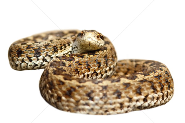 isolated meadow viper ready to strike Stock photo © taviphoto