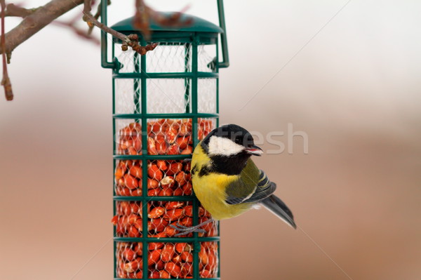 Stock photo: great tit hanging on peanut bird feeder