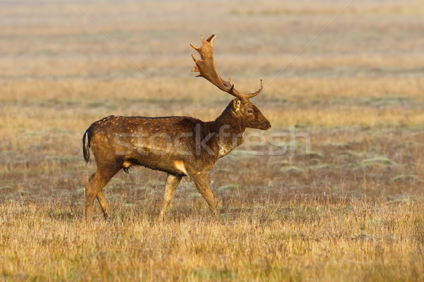 Schönen Hirsch buck Natur jungen Stock foto © taviphoto