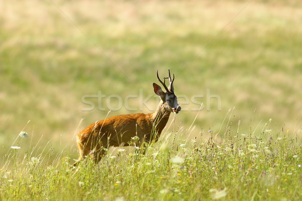 Hirsch buck natürlichen Wiese Stock foto © taviphoto