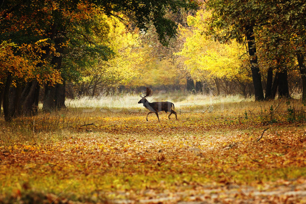 Hirsch buck ländlichen Straße Wald Herbstsaison Stock foto © taviphoto