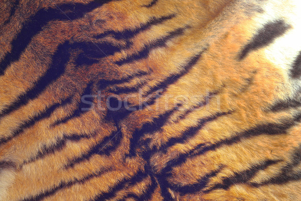 Stock photo: fur of a tiger