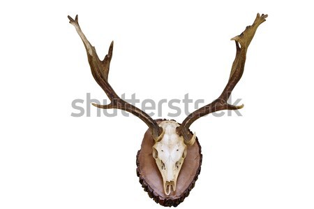 large beautiful red deer skull over white Stock photo © taviphoto