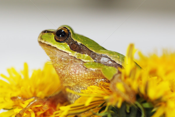 Príncipe rana diente de león flor europeo Foto stock © taviphoto