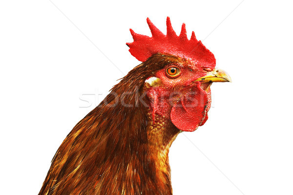 rooster portrait on white Stock photo © taviphoto