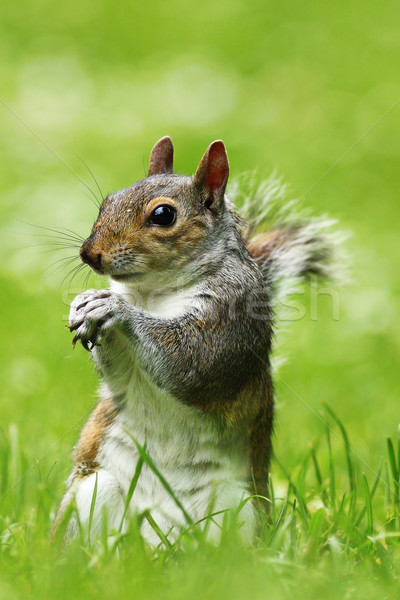 Nieuwsgierig grijs eekhoorn gazon natuur achtergrond Stockfoto © taviphoto