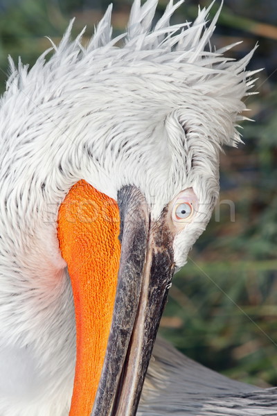 details on dalmatian pelican head Stock photo © taviphoto