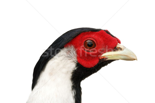 Foto stock: Prata · isolado · retrato · vermelho · tropical · branco